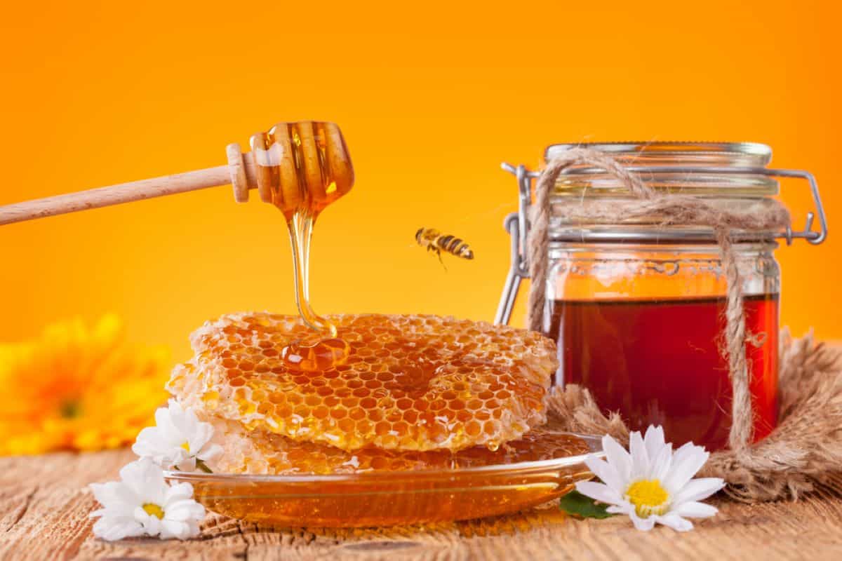 3 Best Honey For Gut Health 3 Best Honey For Gut Health